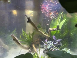 Haze/Fuzz in new planted wasteland tank