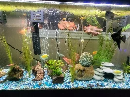 VOTE NOW - November 2023 Tank of the Month contest (31 gal & larger)
