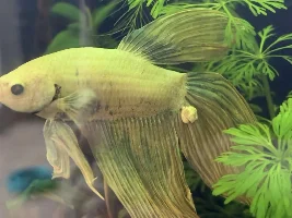 Lump on Betta’s tail?