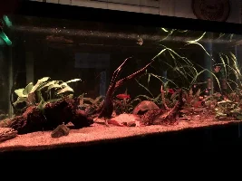 My Tanks