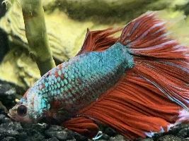 Help! What’s wrong with my betta?