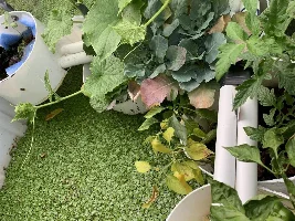 Anyone else raising fish for food??? Now with pictures of the Harvest!