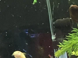 My Cories Are Spawning Everywhere!