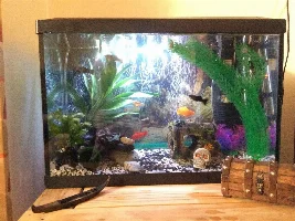 AIO tanks - Help?