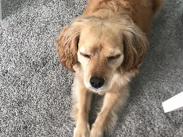Not fish related but here’s a photo dump of my dog