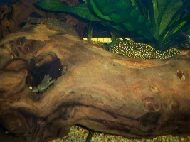 Golden Nugget