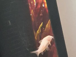 My corydoras keep dying