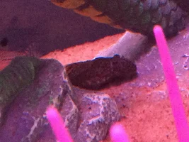 Bristlenose Pleco nose red