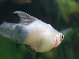 High ammonia help!!
