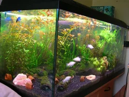 My New Tank