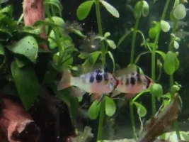 Gbr - Male Or Female?