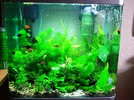 My Tanks