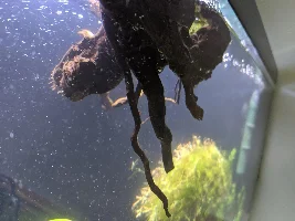 A place 4 my questions & ponderings as I build a 34 Gallons (127L) tank