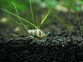 75G Planted Tank