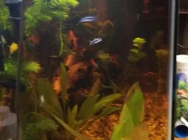 Are my pygmy corys glass surfing?