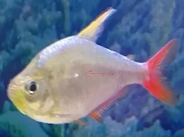 (UPDATED) Mysterious Disease (NEW pictures)