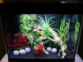 Our 2 Tanks (Community And Betta)