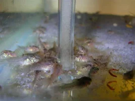Peppered Cory Fry