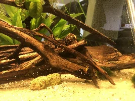 Wood management
