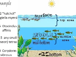 Fish Tank Recipes?