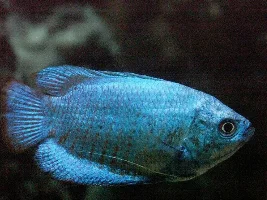 Blue Fish?