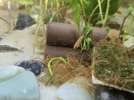 Feeding fish