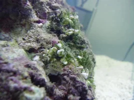 19 Gallon Nano Diary - New Corals And Fish Etc