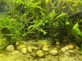 OliveFish05’s double tank journal and builds (20 gallon tropical community and 40 gallon axolotl tank)