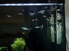 Stocking question for a 3ft, 130 Litre tank (28.6 gl).