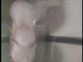 Bloating of Flowerhorn stomach