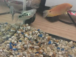 Needing help !? Gouramis !