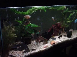 Wanted Pics Of Your Tank