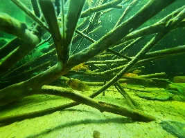 Cichlid with fungus, guidance needed