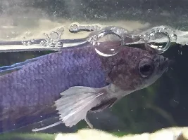 Does my Betta have Velvet?