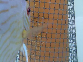 Breeding My Discus