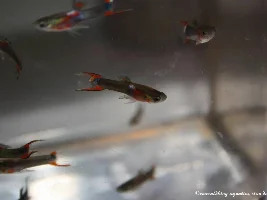 Tuxedo endler