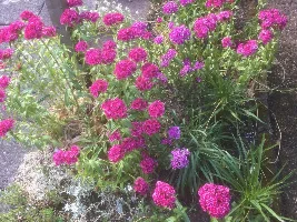 Blooming plants