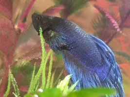 Help! Can anyone tell me whats wrong with my betta?