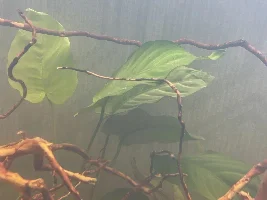 Can someone identify these plants please?