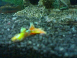 My Guppys Strange Behavoiur