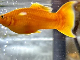 Identify this Molly please