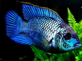 VOTE NOW - December 2023 Fish of the Month Contest (Cichlids)