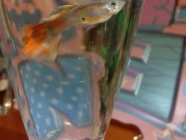 Identify Guppies :)