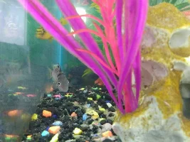 Gouramis and Cichlids