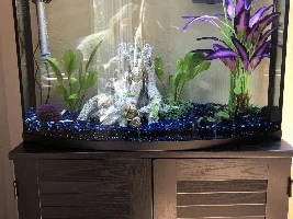 White spots on tetra