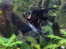 Sudden angelfish death and no clue why