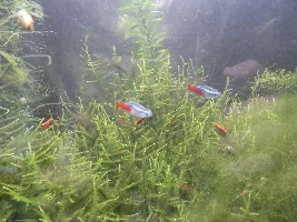 Interested in breeding... seriously this time.