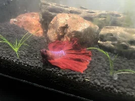 Beta can't float... what happened???