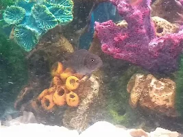 Mystery cichlid