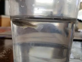 Mosquito fish turning black